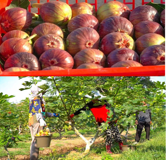 RTX截图未命名2 RTX截图未命名2